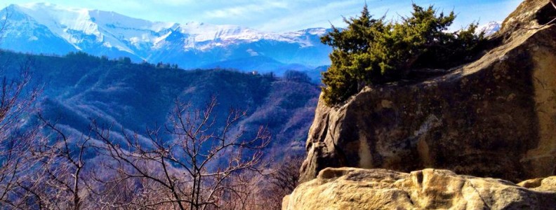 Shoot from Meschia